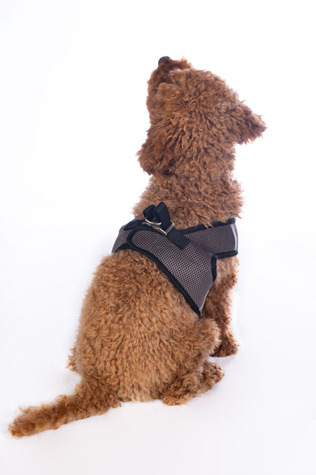 HKM Dog Harness -Buddy Soft- #colour_stone-grey