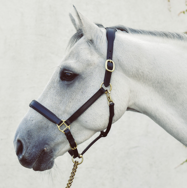 Mackey Legend Helios Leather Headcollar #colour_black