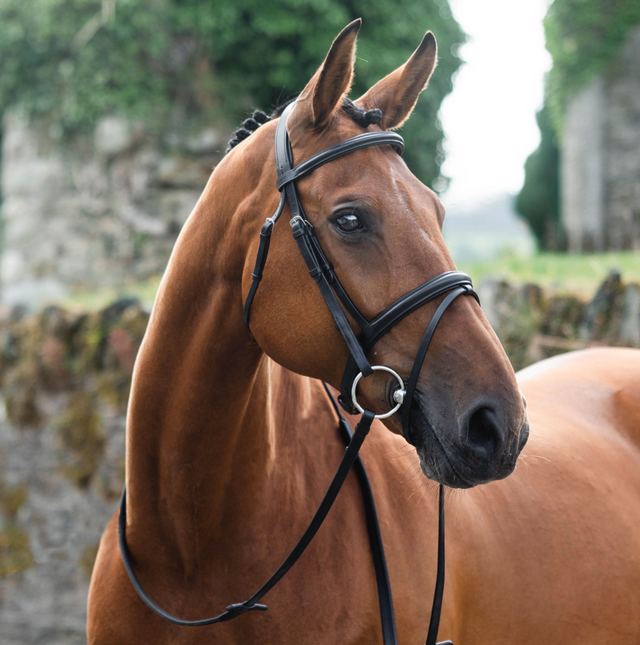 Mackey Legend Flash Bridle #colour_black