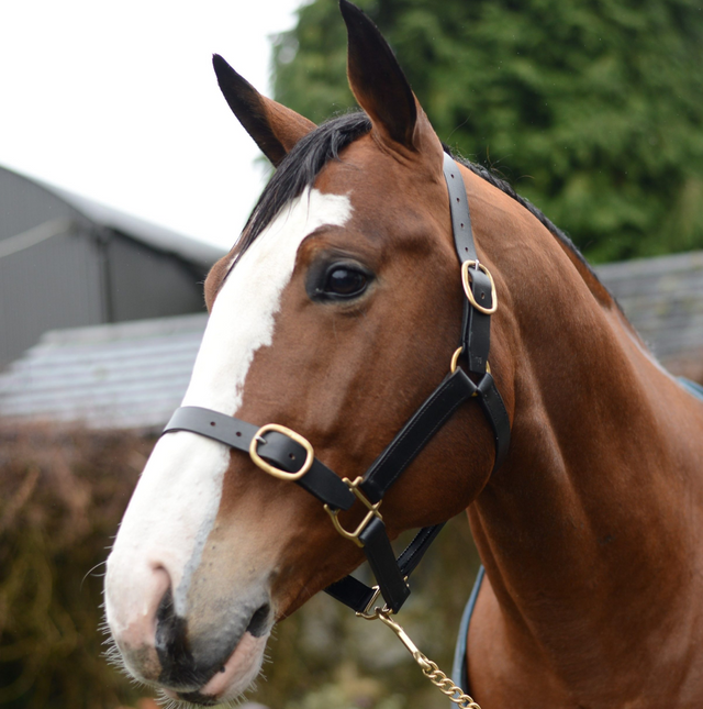 Mackey Classic Leather Headcollar #colour_black